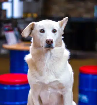 Headshot of Ace, one of the dogs that visit RSP Motorsports