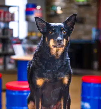 Headshot of Kaya, one of the dogs that visit RSP Motorsports